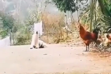 காமெடி செய்த நாய்.... லொள்ளைப் பாருங்க! பதிலுக்கு ஷாக்காகிபோன சேவல்!