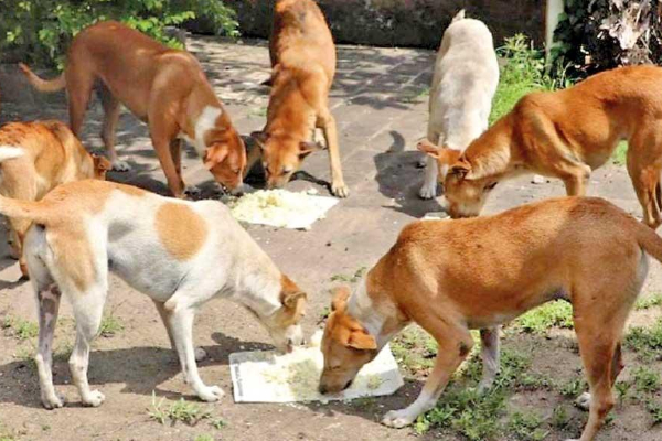 தங்காலையில் நாய்களுக்கும் ஐஸ்.. அதிர்ச்சிக்குள்ளாக்கும் தகவல்கள்! | Packages That Floated In The South Seas Dogs