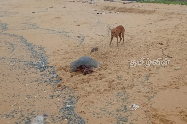 வடமராட்சி கிழக்கு கடற்பகுதியில் இறந்த நிலையில் கரையொதுங்கும் ஆமைகள் | Dead Turtles Wash Ashore In The Eastern Seaboard வடமராட்சி கிழக்கு கடற்பகுதியில் இறந்த நிலையில் கரையொதுங்கும் ஆமைகள் | Dead Turtles Wash Ashore In The Eastern Seaboard