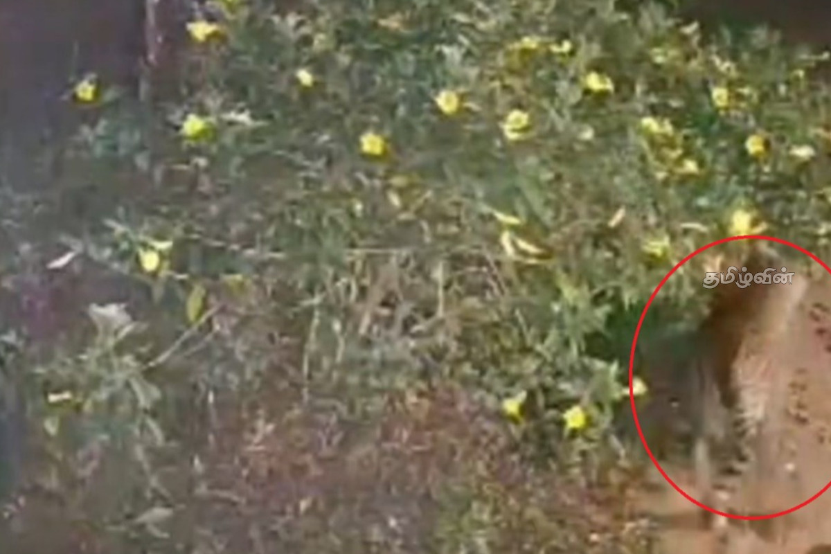 சிறுத்தை நடமாட்டத்தினால் பீதியடையும் மலையக மக்கள்: 13 நாய்கள் பலி | People Are Worried About The Leopard S Movements