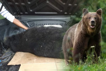 முல்லைத்தீவில் விபத்தில் சிக்கி கரடி உயிரிழப்பு ! (Photos)