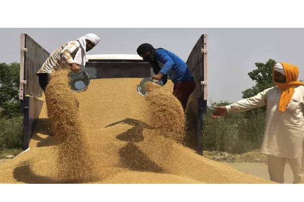 இந்திய கோதுமை மறு ஏற்றுமதிக்கு அமீரகம் தடை செய்தது ஏன்? இதுதான் காரணமாம்! | An On Export Of Indian Wheat To Uae Reason