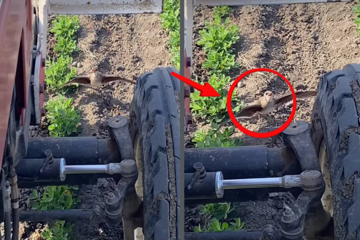 முட்டையை காக்க இயந்திரத்தையே எதிர்த்து நின்ற தாய் பறவை – இணையத்தை உலுக்கும் வீடியோ ! | Mother Bird Defies Machine To Protect Eggs Video