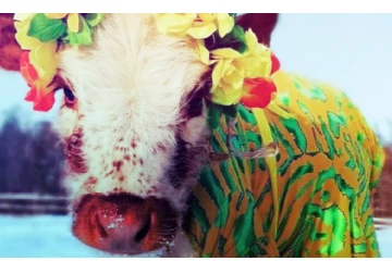 அழகிப்போட்டி! முதல் பரிசை தட்டிச்சென்ற மாடு- எவ்வளவு அழகா இருக்காங்க