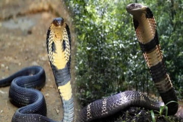 KING COBRA : ராஜ நாகங்கள் எதை சாப்பிடும்னு தெரியுமா? தெரிந்தால் ஆச்சரியப்படுவீங்க!