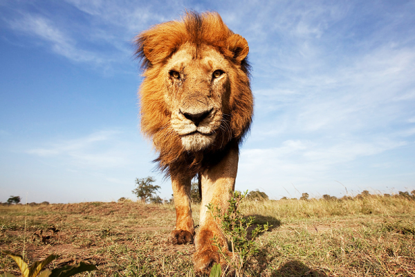 10-lions-killed-in-one-week-in-kenya