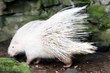 இலங்கையில் கண்டுபிடிக்கப்பட்ட அரியவகை உயிரினம்: தீயாய் பரவும் புகைப்படம்