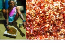 கொரோனாவை குணப்படுத்தும் சிவப்பு எறும்பு சட்னி? விளக்கம் அளிக்கும் படி நீதிமன்றம் உத்தரவு