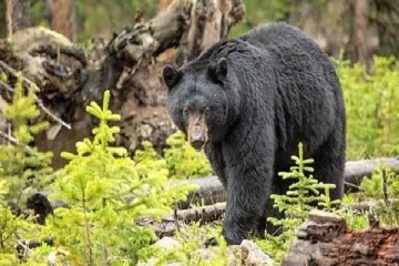 திருகோணமலையில் கரடி தாக்குதலுக்கு இலக்காகி வயோதிபர் படுகாயம்