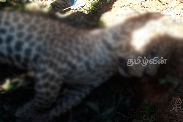 மஸ்கெலியாவில் உயிரிழந்த நிலையில் மீட்கப்பட்ட சிறுத்தைப்புலி (Photos) | Rescue Of Dead Leopard In Maskelia