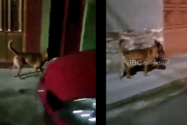 mexico-street-dog-human-head