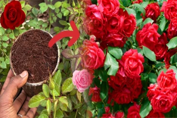 ரோஜா செடி கொத்து கொத்தாக பூக்கணுமா? மாட்டு சாணத்துடன் இதை சேர்த்தால் போதும்