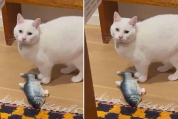 அவுஸ்திரேலிய நிலநடுக்கத்தை  முன்னரே  உணர்ந்த ஐந்தறிவு பிராணி; வைரலாகும் காணொளி