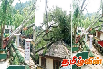 பாடசாலையில் முறிந்து விழுந்த மரம்: ஒரு மாணவன் பலி - 17 மாணவர்கள் வைத்தியசாலையில்