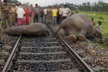 புகையிரதத்தில் மோதுண்டு இரண்டு யானைகள் உயிரிழப்பு