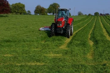 මෙරට පළමු වරට කෘෂි බෝගයක් වූ තණකොළ.