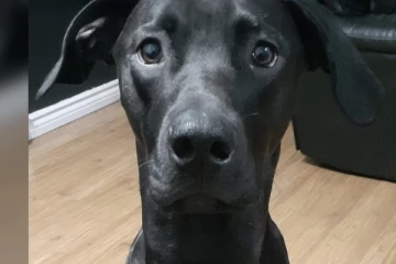 கனடாவில் நாயைக் கொன்றவருக்கு நேர்ந்த கதி!