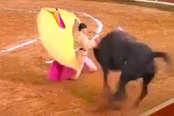 காளையால் தூக்கி விசப்பட்ட வீரர்: ஆபத்தான நிலையில் வைத்தியசாலையில் அனுமதி | Mexico Person Was Thrown By A Bull Fighting Cames
