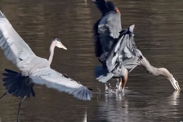 Viral Video: தண்ணீருக்குள் இறங்கும் முன்னே அரங்கேறிய மீன் வேட்டை... நாரையின் அசத்தல் காட்சி | Blue Heron Fast Catch And Eat Small Fish Viral Video: தண்ணீருக்குள் இறங்கும் முன்னே அரங்கேறிய மீன் வேட்டை... நாரையின் அசத்தல் காட்சி | Blue Heron Fast Catch And Eat Small Fish