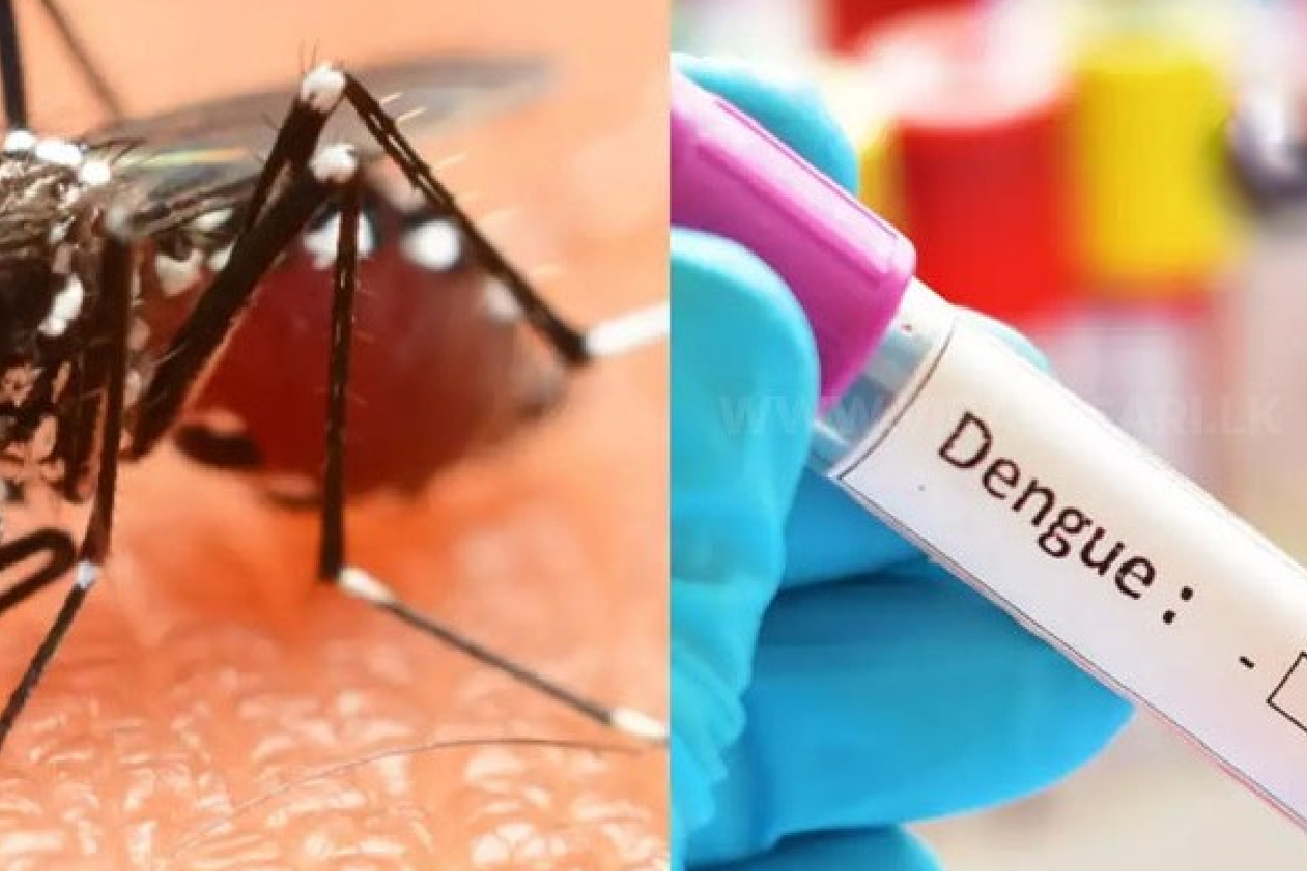 டெங்கு மரணங்கள் 68ஆக உயர்வு | Dengue Deaths Rise To 68 டெங்கு மரணங்கள் 68ஆக உயர்வு | Dengue Deaths Rise To 68
