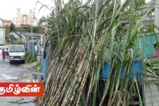 தைப்பொங்கல் பண்டிகையை கொண்டாட தயாராகி வரும் மலையக மக்கள்!