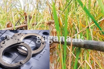 ඩෙංගුවලට බය වී කසල ගොඩක හංගපු බඳින තුවක්කුව මව රෝහල්ගත කරයි.