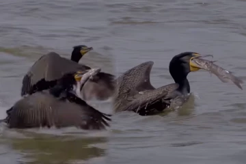 Viral Video: நீர்க்காகத்தின் சாமர்த்தியமான மீன் வேட்டை... கடைசியில் இப்படியொரு பரிதாபமா?