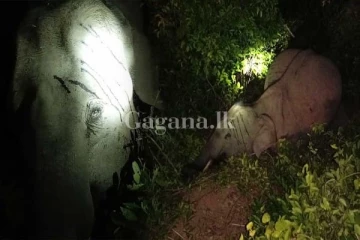 අනේ එයත් පොඩි දරුවෙක් මොන හිතකින් මෙහෙම දෙයක් කලාද..(PHOTO)