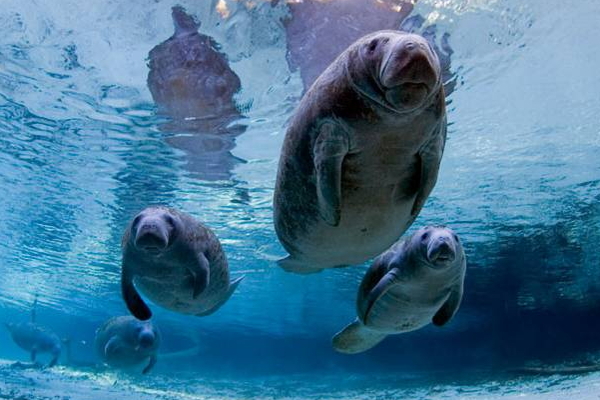 புளோரிடாவில் அழிந்து வரும் அரியவகை கடல் வாழ் உயிரினம்! | Sea Cow Species Of Marine Life In Florida
