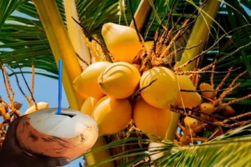 சடுதியாக இளநீர் விலையில் ஏற்பட்டுள்ள மாற்றம்