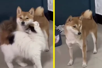 நாயை கட்டியணைத்த பூனை... நாய் கொடுத்த ரியாக்ஷன் என்னானு பாருங்க...!