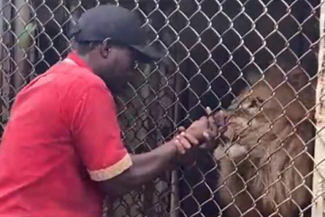 சிங்கத்தின் வாய்க்குள் கையை விட்ட பாதுகாவலரின் விரல் துண்டான பயங்கரம்! பீதியான பார்வையாளர்கள்