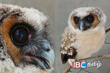 இலங்கையில் கண்டுபிடிக்கப்பட்ட அரியவகை ஆந்தை