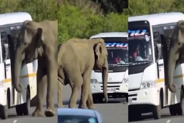 நிறுத்து .. நிறுத்து .. நானும் வர்றேன் : பேருந்தில் ஏற முயன்ற காட்டு யானை ..வைரலாகும் வீடியோ