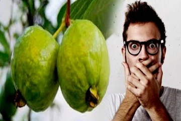 கொய்யப்பழ வைத்தியம்... இது மட்டும் தெரிந்தால் கொய்யாவை விடமாட்டிங்க!