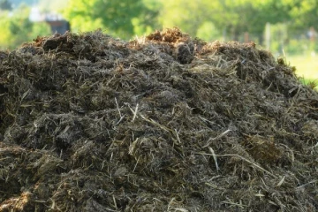 இந்தியாவில் இருந்து வெளிநாட்டுக்கு 1,92,000 கிலோ பசு சாணம் ஏற்றுமதி!