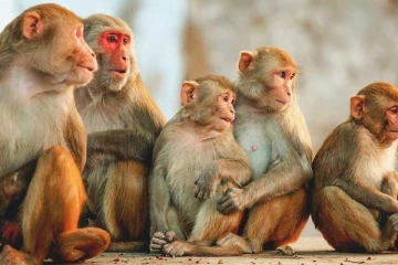 குரங்குகளுக்காக சொந்த நிலத்தை எழுதி வைத்த மக்கள்! வினோதமான காரணம்