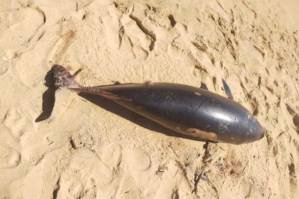 முல்லைத்தீவில் கரையொதுங்கிய டொல்பின்கள்! - ஐபிசி தமிழ்