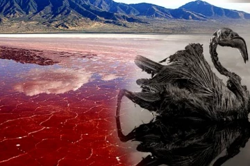 உயிர்களை கல்லாய் மாற்றும் செந்நிற மர்ம ஏரி: நீங்கள் அறியாத உண்மைகளுடன்