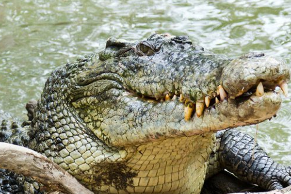 discovery animal