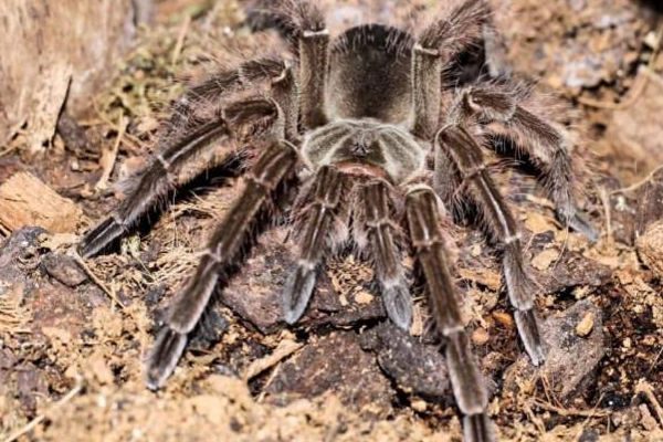 உலகிலேயே மிகப்பெரிய சிலந்தி... எங்கிருக்கிறது தெரியுமா? | The Biggest Spider In The World