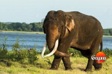 ගමක් වනසපු සද්ධන්තයා