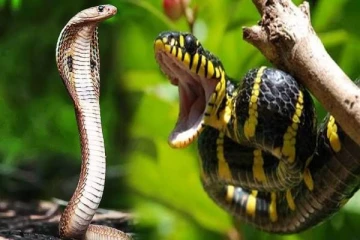 பாம்புகளை விரட்ட இந்த எண்ணெய் இருந்தா போதும்... விவசாயிகளின் இந்த ரகசியம் தெரியுமா?