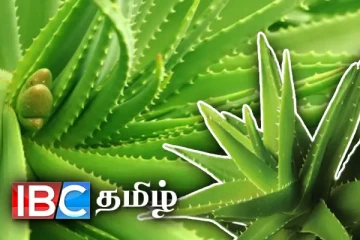 செல்வச் செழிப்பை அள்ளித்தரும் கற்றாழை....! வீட்டில் எந்த திசையில் நடவேண்டும் தெரியுமா