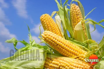 සතුන්ට බඩ ඉඟුරු ගෙනත් රජයට කෝටි 12ක් පාඩු කරලා