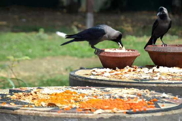 புத்தாண்டில் இந்த இரு பொருளையும் மறக்காமல் வாங்கி விடுங்கள்; சீரும் சிறப்புமாக வாழலாம்! | Turmeric And Salt Chithirai 1 New Year Spiritual