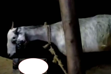 மனித முக அமைப்பில் பிறந்த ஆட்டுக்குட்டி! வைரலாகும் புகைப்படம்