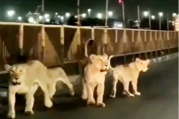 சாலையில் குடும்பமாக சுற்றித் திரிந்த சிங்கங்கள்! பீதியில் மக்கள்