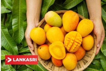 மாம்பழத்தை அதிகமாக சாப்பிட்டால் ஏற்படும் பக்கவிளைவுகள் என்ன தெரியுமா? இனி உஷாரா இருங்க