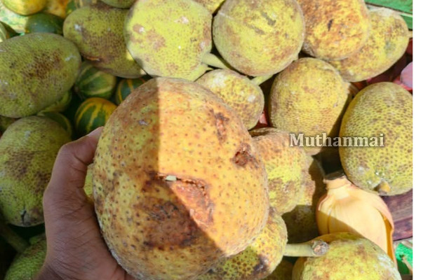 கிண்ணியாவில் பாவனைக்குதவாத பொருட்கள் கைப்பற்றப்பட்டு அழிப்பு! | Unusable Items Seized And Destroyed In Kinniya